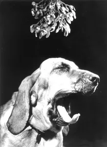 Dog yawns, England, Great Britain