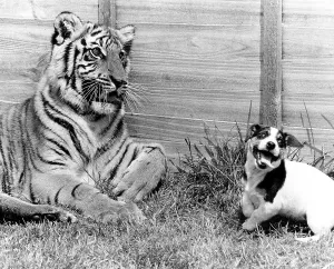 Doggy plays with a tiger, England, Great Britain