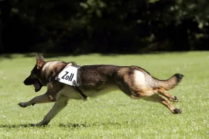 Dogs of the customs office Stuttgart at training