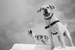 Two dogs of differing sizes play on a snowy background