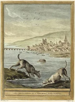 Two dogs drink water from the river while the dead donkey floats by