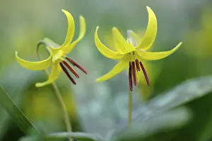 Dog's Fawn Lily (Erythronium americanum)