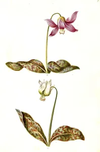 Dog's Fawn Lily (Erythronium dens-canis)