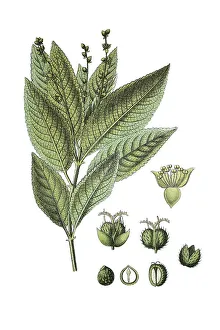 Dog's mercury (Mercurialis perennis)