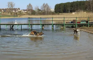 Framed Print : Two dogs play in the cold water of the spring April lake