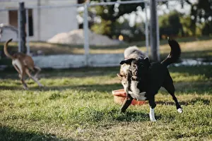 Dogs play energetically on the grass in a sunny