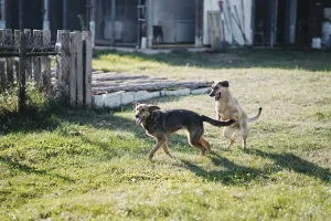 Two dogs are playfully chasing each other in a grassy yard