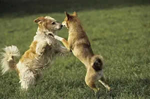 TWO DOGS PLAYING