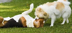 Two dogs playing on a green grass outdoors