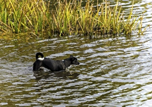 Dogs playing in a lake, Berlin, Germany, Europe