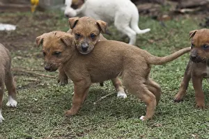 Dogs, Puppies, Hidden Vallley, KwaZulu-Natal