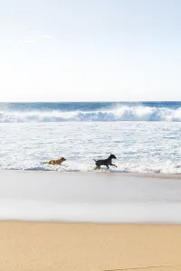 Dogs running and having having fun on the beach shore