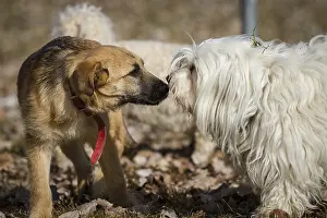 Two dogs sniff each other very carefully