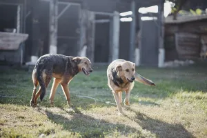 Two dogs stand in a sunlit yard casting long shadows