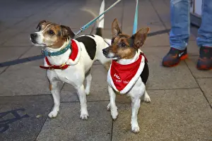 Two dogs wearing Christmas outfits, on a leash