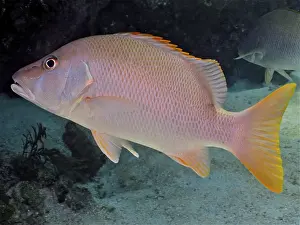 Category Coral Reefs DE Prints: Dogtooth snapper (Lutjanus jocu)