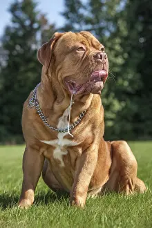 Dogue de Bordeaux, Bordeaux Mastiff or French Mastiff