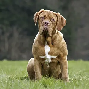 Dogue de Bordeaux, French Mastiff