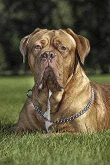 Dogue de Bordeaux, French Mastiff