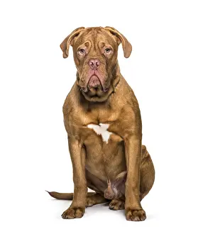 Dogue de Bordeaux sitting, isolated on white