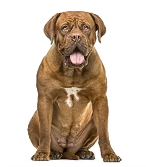 Dogue de bordeauxon sitting and panting isolated on white