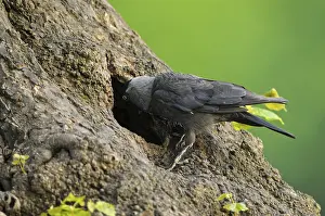 Dohle (Corvus monedula), Jackdaw