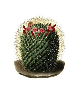 Dolichocentra, cactus, nipple cactus (Mammillaria)