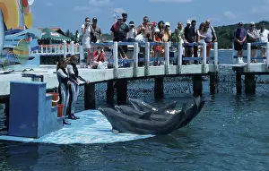 Dolphin show with Bottle-nosed Dolphins (Tursiops truncatus)