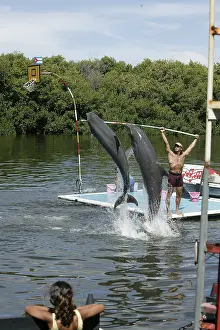 Dolphin, Bottlenose dolphin (Tursiops truncatus)
