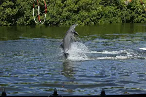 Dolphin, Bottlenose dolphin (Tursiops truncatus)
