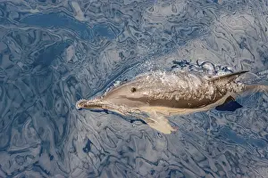 Dolphin (Delphinidae)