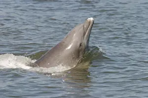 Dolphin, Florida, USA, North America