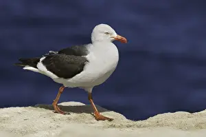 Dolphin Gull (Leucophaeus scoresbii)
