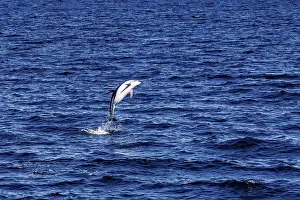 A dolphin leaps high out of the sea into the air