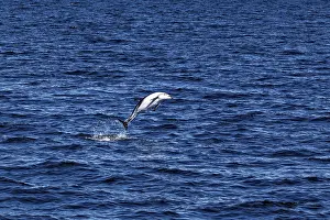 Dolphin performs a long leap over the blue waters of the sea
