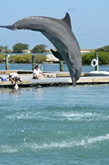 Dolphin show, common bottlenose dolphin (Tursiops truncatus) jumping