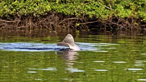 A dolphin shows its dorsal fin in a calm river surrounded by green vegetation