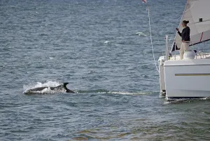 A dolphin swims next to a sailing boat in the blue sea