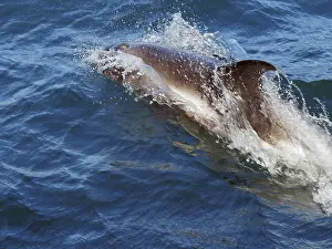 Dolphin in the Westfjords, Olafsvik