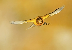 Domestic canary (Serinus canaria forma domestica) in flight