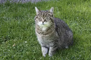 Domestic cat