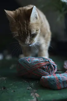 Domestic cat with ball of wool