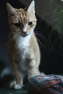 Domestic cat with ball of wool