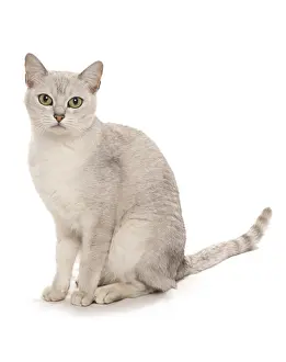 Domestic Cat, Burmilla, Mature, Sitting