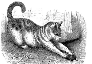 Domestic cat with a captured mouse