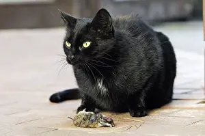 Domestic cat with captured mouse, detachable