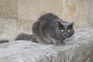 Domestic Cat Domestic Cat