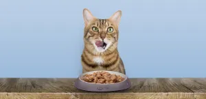 A domestic cat eats cat wet food