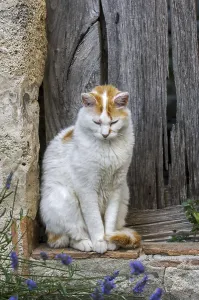 Domestic cat (Felis catus) resting outdoors in front of old wooden door of house in French village in the Provence