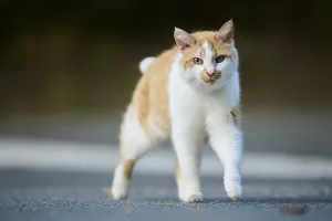 Domestic cat (Felis catus) walking on a street